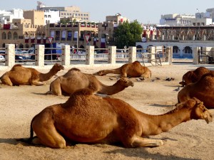 camels at the souq