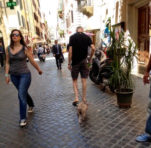 pet pig in rome